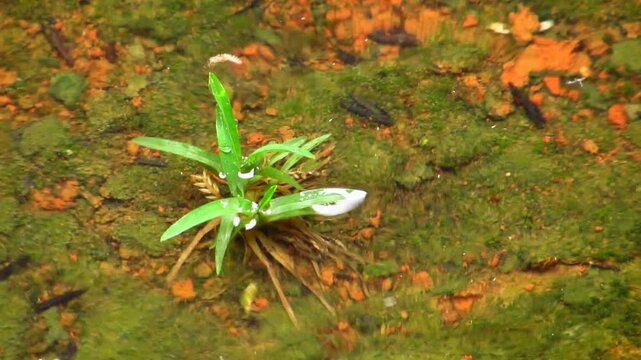 Raindrops hit the shallow water around a small green plant, forming visible circular ripples on the surface.