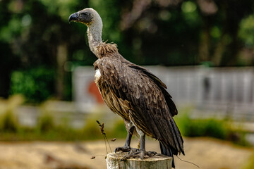 Fototapeta premium Birds of prey