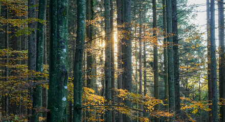 Obraz premium Sunset Glow Filtering Through Quiet Woodland Trunks