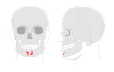 Mentalis - Human chin muscle depicted in responsible for elevating and protruding the lower lip, critical for expressions conveying doubt or displeasure, medical reference.