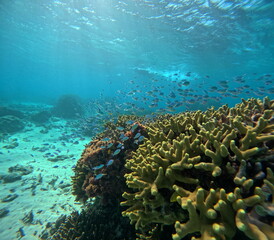 南国の海に広がる色とりどりの魚群
