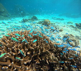 デバスズメダイの群れと珊瑚礁の水中風景
