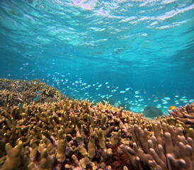 透明な海中で漂う色鮮やかな小魚たち