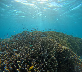 石垣島のサンゴ礁を泳ぐ熱帯魚の群れ