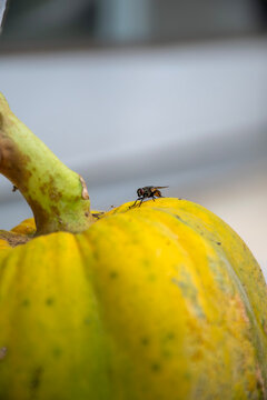 Macro shot of a Cameroonian papaya with a fly perched on its surface.