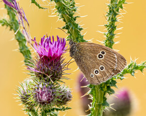 A ringlet butterfly at a thistle flower. © Robert L Parker