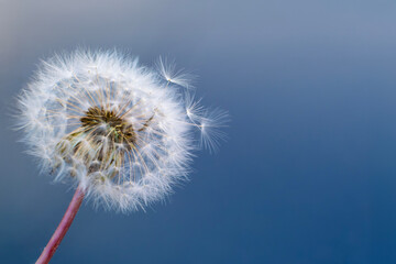 Close-up of a dandelion seed head with a few seeds drifting away against a soft blue background, symbolizing freedom, change, fragility, and nature with copy space