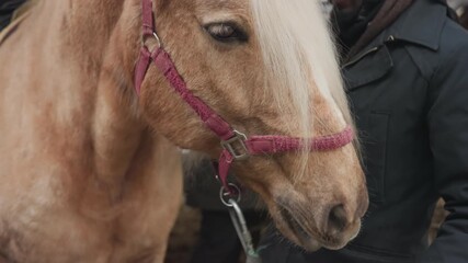 horse check ongoing, equine examination in progress now, inspection of horse and oral health assessment is ongoing, process of horse evaluation and thorough oral health check persist