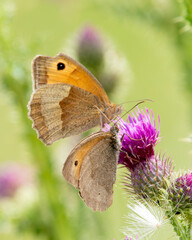 Meadow brown butterflies on a thistle flower.