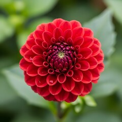 Vibrant Red Dahlia Flower in Full Bloom with Water Droplets Delicate Petals Macro Shot