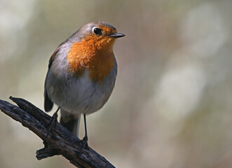 a beautiful robin perched 