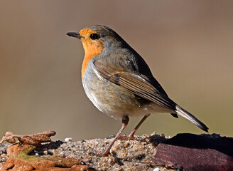 a beautiful robin perched 