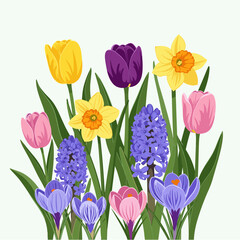 Vibrant Spring Flower Garden Illustration with Tulips, Daffodils, Hyacinths, and Crocuses on White Background