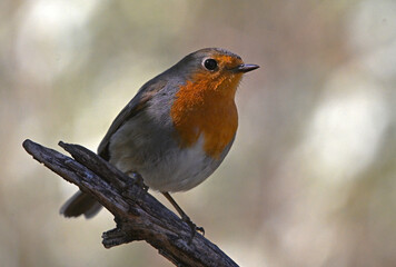 Fototapeta premium a beautiful robin perched 