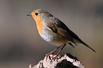 a beautiful robin perched 