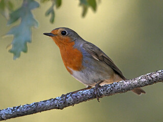 a beautiful robin perched 