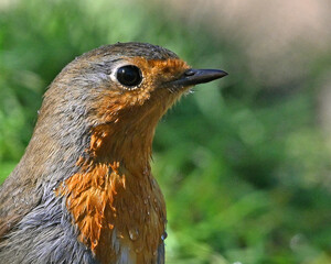 a beautiful robin perched 