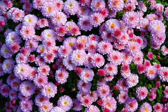 Close view of Jiji Pink chrysanthemum flowers creating a soft textured floral background with pastel pink petals and bright centers filling the frame.
