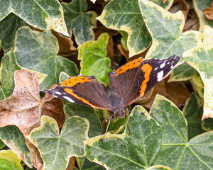 Red admiral butterfly against an ivy background.