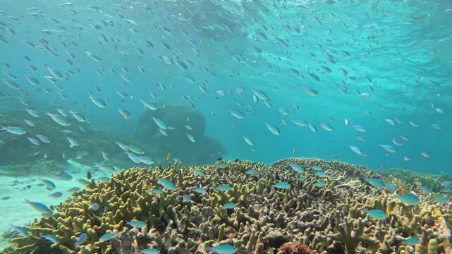南国の海に広がる色とりどりの魚群