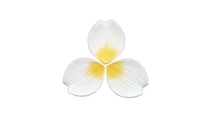 White Petals Arrangement on White Background