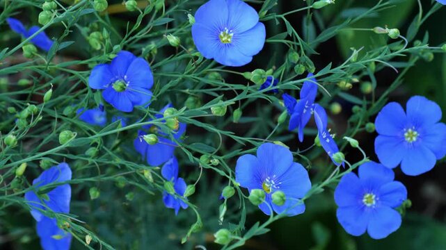 Linum.Flax flowers and buds close-up. Blue flowers in the garden landscape.Flaxseed and flaxseed oil ingredient. Agricultural crop. Raw material for flaxseed and fiber. 4k footage