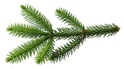Close Up Down View of Green Pine Tree Branch with Needles and Brown Cones green needles
