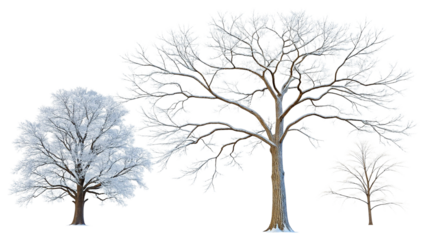 Four bare trees with snow covered branches against a white background