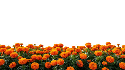 Orange Marigold Flowers on Green Foliage isolated on a transparent background orange flowers green leaves 1