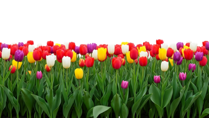Colorful tulips on green stems isolated on a transparent background flowers garden