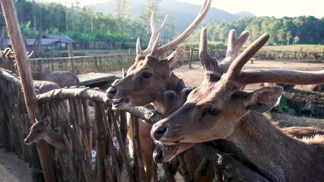 Ranca upas is a breeding place for deer that is protected by its existence.