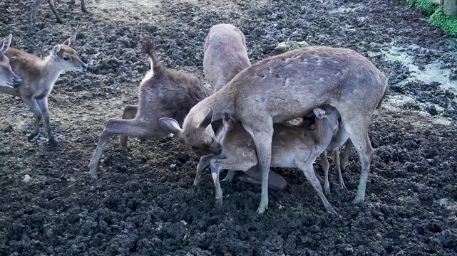 Ranca upas is a breeding place for deer that is protected by its existence.