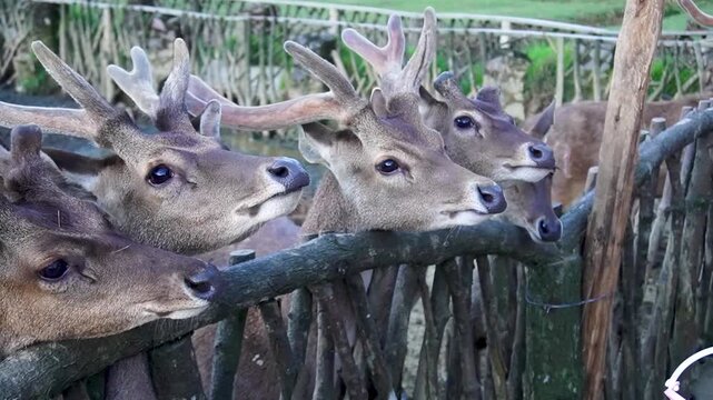Ranca upas is a breeding place for deer that is protected by its existence.