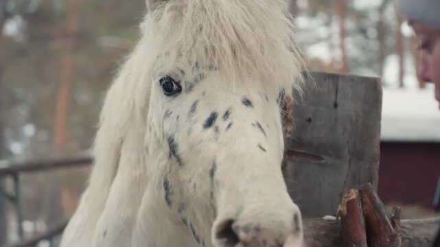 gentle exchange between owner and pony in winter, closeup of person sharing treat with curious pony amidst snow, warm rural scene of individual offering snack to attentive spotted horse outdoors