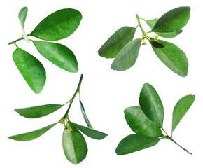 Citrus plant. Set of green leaves isolated on white