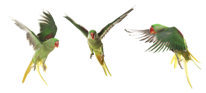 Collection of bright parrot flying on white background. Alexandrine parakeet