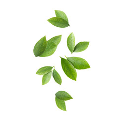 Obraz premium Citrus leaves flying in air on white background