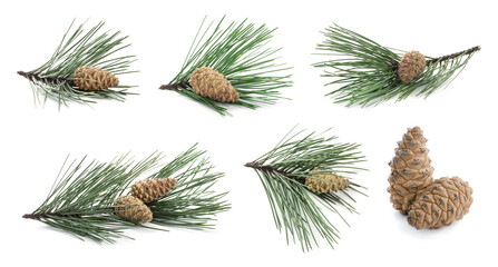 Fir tree branches and cones isolated on white, set © New Africa