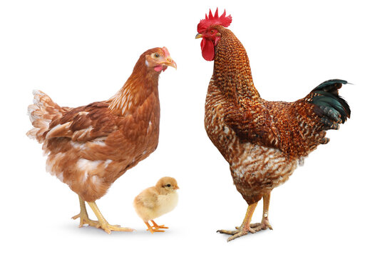 Rooster, hen and chick on white background. Animal family