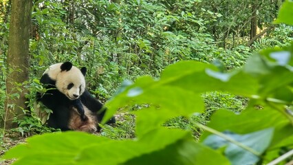 giant panda bear, Chengdu © Luciana