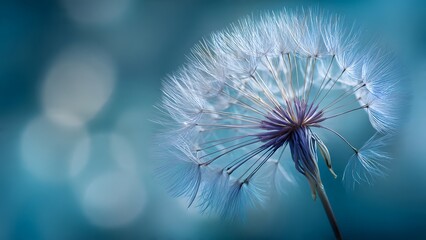 A macro illustration of a dandelion seed head creates a bright star burst pattern against a blue nature background for an artistic summer wallpaper design