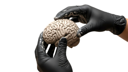 Gloved hands holding realistic human brain model representing medical science, neuroscience research, anatomy education, and cognitive study concepts.
