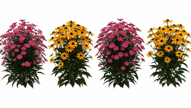 Two bushes of pink and yellow daisy like flowers on white background image