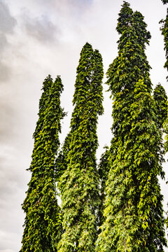 Monoon longifolium, also known by its synonym Polyalthia longifolia, is a species of small Asian tree in the Annonaceae family. It is native to southern India and Sri Lanka.