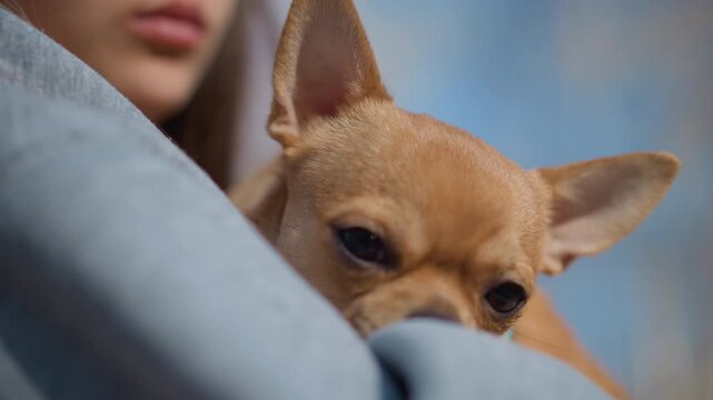 teen hugs dog, young person holds tiny pet near chest, teenager gently nests small canine against warm sweater, youth comforting miniature dog by embracing gently in tranquil park setting