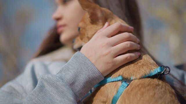 woman with small dog resting peacefully, relaxed girl showcasing harness while cuddling tiny dog peacefully, calm scene of woman with her chihuahua displaying its harness in natural light