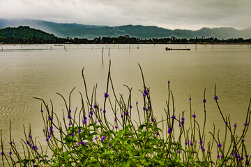 A cloudy morning at Lake Rowo Jombor in Klaten Regency. The lake is in the foreground with flowering bushes and a background of misty mountains and an overcast sky.