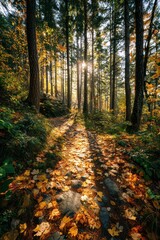 Obraz premium Sunlight Filtering Through Tall Trees in Autumn Forest with Orange Leaves Littered Path and Dramatic Shadows Creating a Serene Natural Landscape
