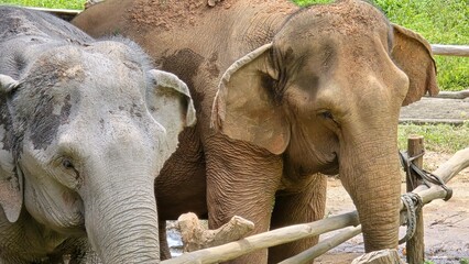 Fototapeta premium elephants eco tourism