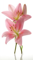 Delicate Pink Lilies Against White Background